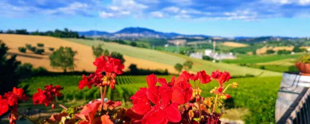 San Valentino Azienda Agricola Bio — foto 3